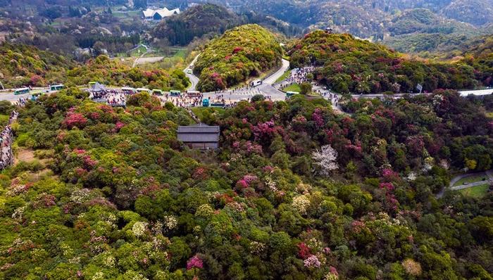 百里杜鹃迎来第一个游客小高峰