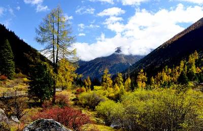 四川省林业厅领导到达古冰山考察调研