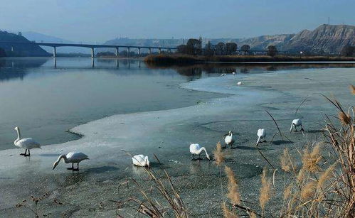 投资额2398.75万元兰州市西固区达川三河口天鹅滩文化旅游项目