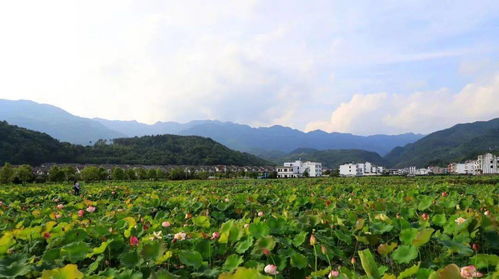 情系森林 绿满乡村 湖南省国家级森林乡村风光掠影 四