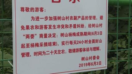 再过5天,树山杨梅上市!果实很诱人,但请不要随意采摘哦