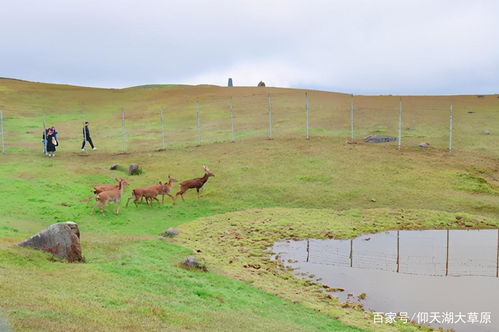 仰天湖大草原国庆试营业,景区提升改造展新颜
