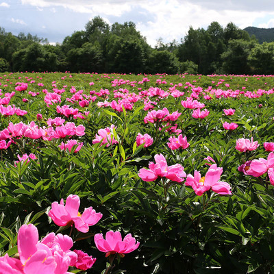 野外露营体验感不错的省钱又好玩_黑龙江九峰山养心谷游览景区管理